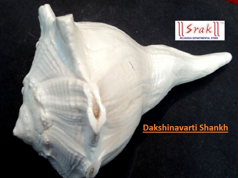 Dhakshinavarti Shankh