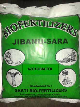 Azotobacter Biofertilizer