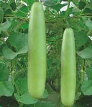 Fresh Bottle Gourd