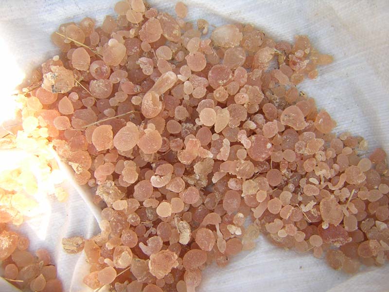 Gum Arabic & Sesame Seed Exporter Senitrad, Thies