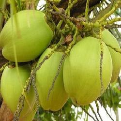 tender coconut