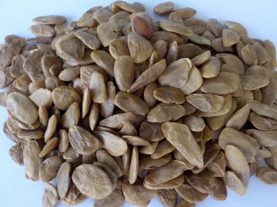 Akuamma Seed