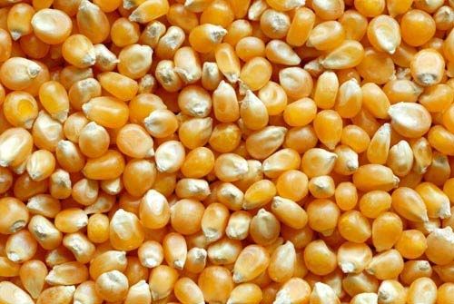 corn seeds