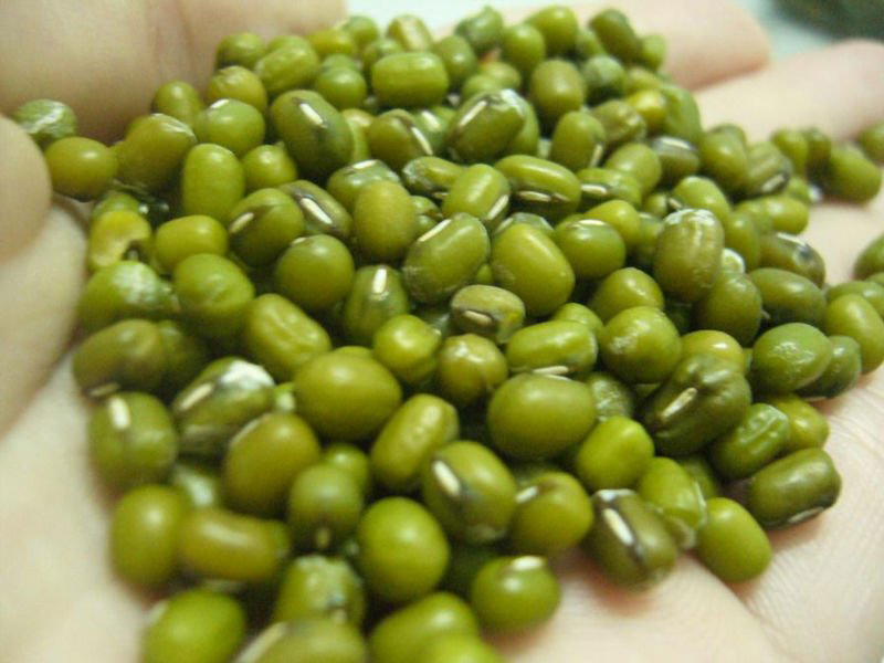green mung beans