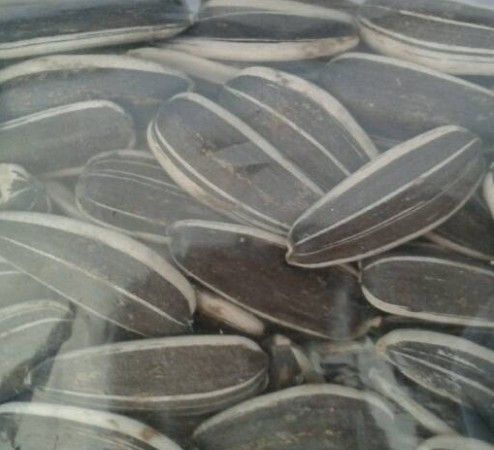 Chinese Sunflower Seed