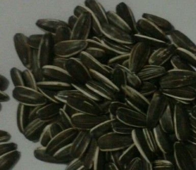sunflower seed