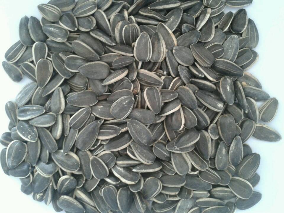 sunflower seed