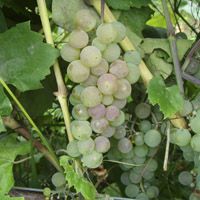 Grape Vine