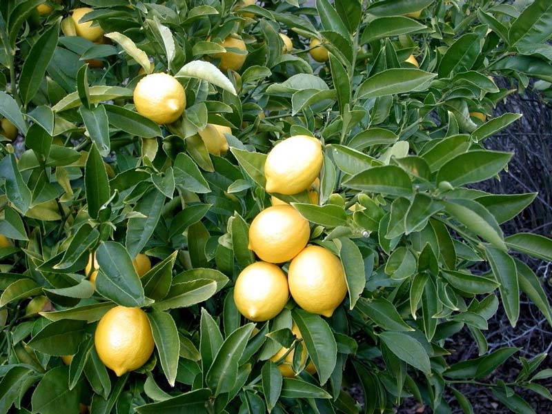 Lemon Fruit