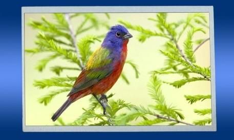 TFT LCD Display 10.1