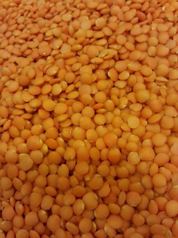 Red Lentils Buy red lentils for best price at USD 1652 / Metric Ton