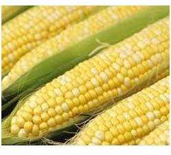 Fresh Corn Buy Fresh Corn Ghana From Abbott Global Ventures Ltd Find Here More Details About The Seller And Other Related Products Id 863068