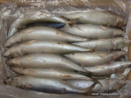300-500 G Pacific Mackerel Sea Frozen Iqf Fish