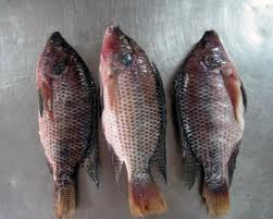 top quality frozen Tilapia fish of frozen fish