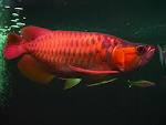 Malaysian Red Arowana Fish
