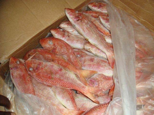 Frozen Red Mullet Whole Round