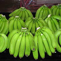 Cavandish Banana, Color : Pale to Dark green