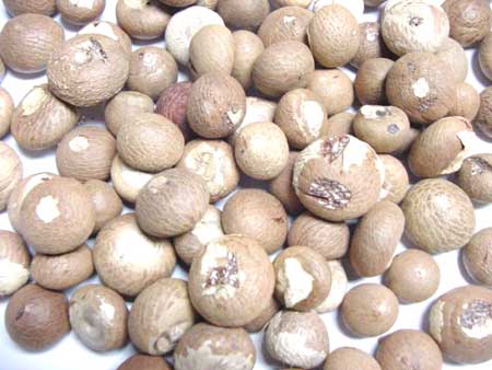 Dried Betel Nut (bn - 01)