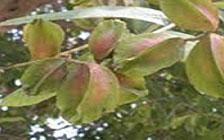 Terminalia arjuna tree