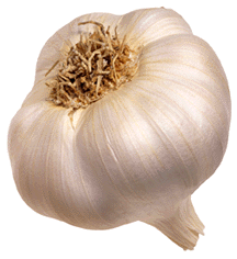 Garlic Crush (Garlic allium)