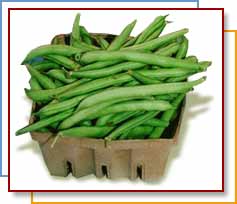 Green Beans (Phaseolus vulgaris)