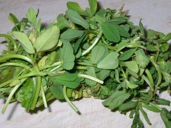 Methi (Fenugreek leaves)