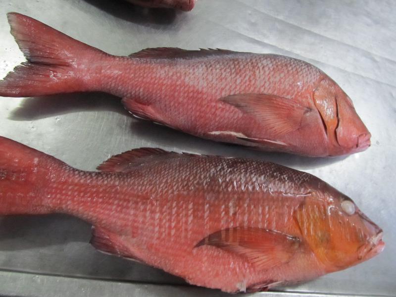 Frozen Red Snapper Fish, for Cooking, Making Medicine, Feature : Delicious Taste, Healthy