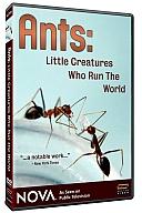 Ants Little Creatures Who Run the World DVD