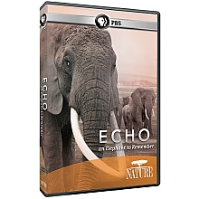 Echo An Elephant