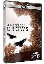 NATURE A Murder Crows DVD