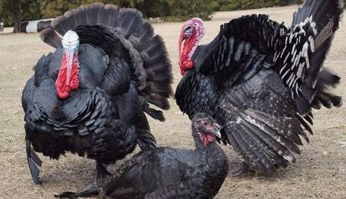 Turkey Live Bird, Type : Hen - Pannduu Poultry Farms, Hyderabad, Telangana