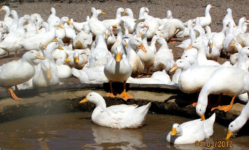 Services - Live Pekin Duck in Hyderabad Offered by Pannduu Poultry ...