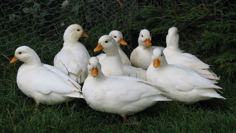 Services - Live Pekin Duck in Hyderabad Offered by Pannduu Poultry