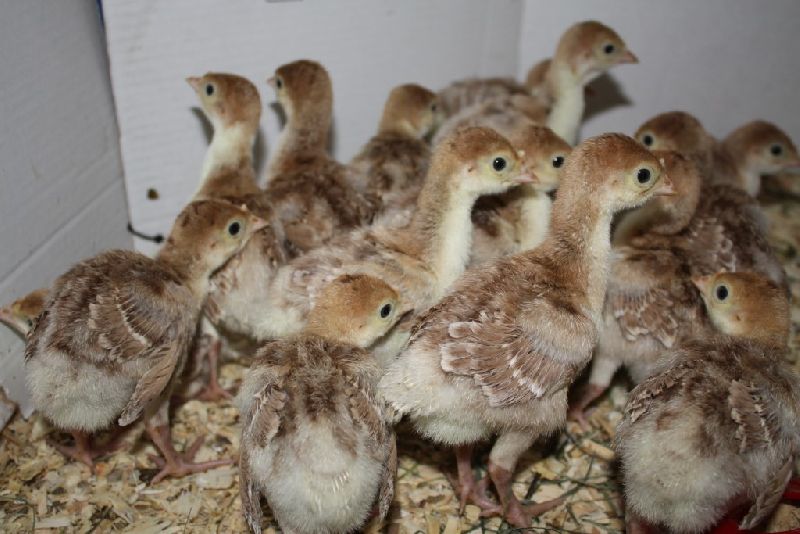Terkey one day old chicks Manufacturer & Exporters from Hyderabad