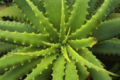 Organic Aloe Vera