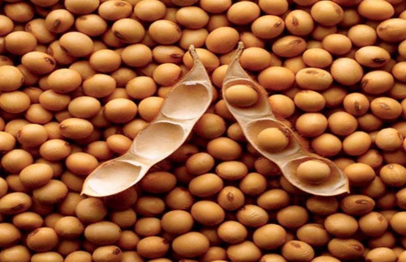 Organic soybean seeds, for Human Consumption, Style : Natural