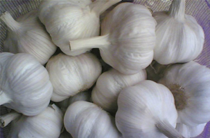 Fresh Garlic (allium Sativum)
