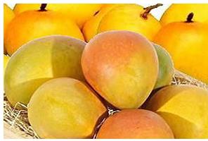 Mangoes (mangifera Indica)