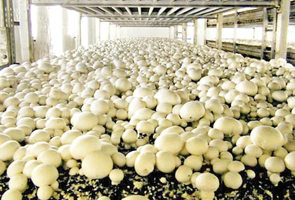Mushroom Farming Consultancy