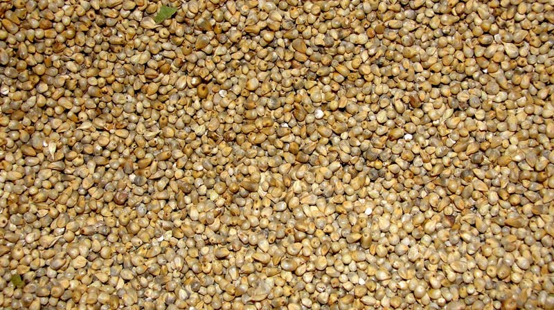 Millet Seeds