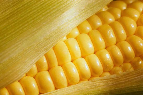 yellow maize