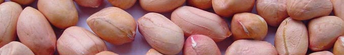 Groundnut Kernels