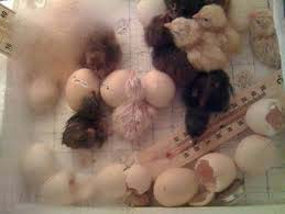 Asil Hatching Eggs