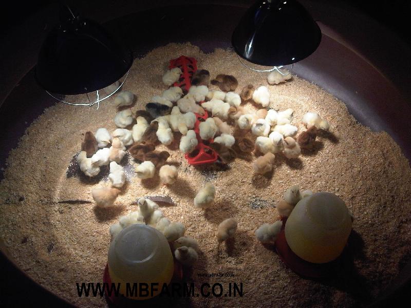 DAY OLD  ASEEL CHICKS