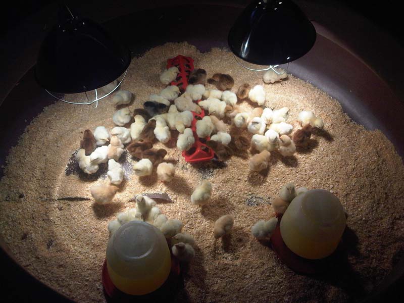 Live Assel Day Old Chicks