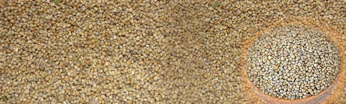 Commen Millet Seeds, Style : Fresh