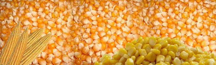 Bhakti Maize Seeds