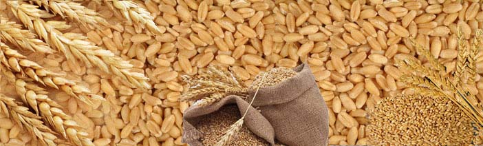 Bhakti Common Wheat Seeds