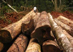 Hardwood Logs