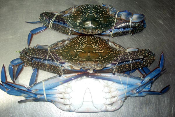 Frozen Blue Swimming Crab